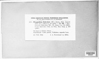 Phragmidium rubi-idaei image